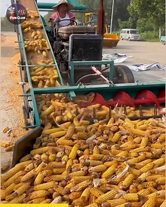 21K views · 171 reactions | Agricultural Evolution The Rise of Automatic Corn Threshers | NJ | Facebook