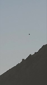 44 reactions | Bird #bird #nature #viral #naturelovers | Blooming Nature Tales | Facebook