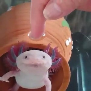 33K views · 440 reactions | Coolest Creature Ever! | Best of the Internet | Facebook