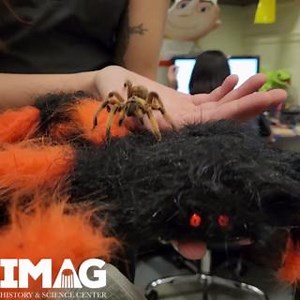 Halloween may be over, but we love creepy-crawlies year round. Check out our desert blonde tarantula, Hidden Valley Ranchula! These docile arachnids live in hot, dry desert areas and avoid the heat of the sun by building silk-lined burrows. #myfortmyers #spiders #tarantulasofig | IMAG History & Science Center | Facebook