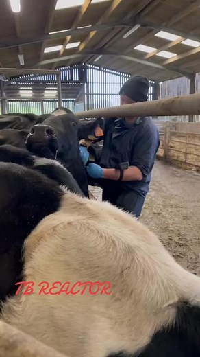 He is tagging all the cows who came out positive or inconclusive on tuberculosis testing The 12 positive ones will be destroyed💔 The 4 inconclusive ones will be isolated and re-tested later This happens with #dairy cows for the #milk you don’t need They blame it on the badgers who are massacred for it but the #dairy industry is the real reason #StopTheKillings #DitchDairy TODAY 🙏 | Marc Pieterse
