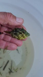 3.5K views · 159 reactions | My 1st tropical fish of the season, planehead filefish. | Fish Guy Photos | Facebook