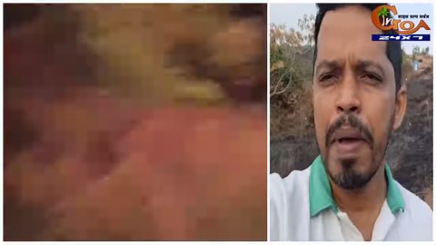 Fireworks caused a fire at Junaswada, destroying over 3,000 trees. A decade-long effort of planting 5,000 trees by environmentalists went in vain #Goa #GoaNews #Fireworks #destroyed #trees | In Goa 24x7