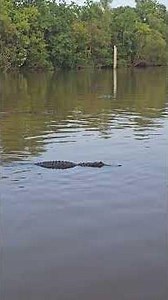 Huge Alligators #Alligators #louisana #fishing #Canarvan