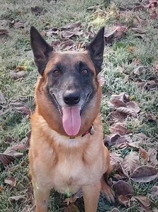 75 reactions · 17 comments | Fly free my girl, free from pain and harm  My heart is broken once again... Steady Ready Go Shieldmaiden DLMN, 4y  ✴️2019 ✝️2024 Nefast DLMN x Gaby old blue family | Mamba Noire - Belgian Shepherds | Facebook