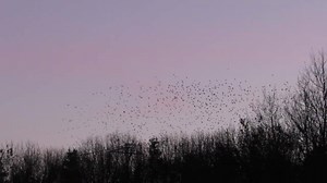 Amazing evening spectacle of hundreds of jackdaw flying across site. Just beautiful and the noise is incredible!! #NEwildlife | WWT Washington Wetland Centre