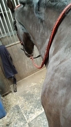 One very sleepy pony mid physio session. The lightest touch is sometimes all they need ❤️ #equestrian #northwest #animalphysiotherapy #equinerehabilitation #lancashire #vetphysio #equinephysio #physiotherapy #equine #navp #preventinjury #preventionisbetterthancure #myofascialrelease | GG Vet Physio - Gill Griffiths NAVP