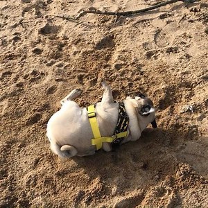 When you find a particularly stinky bit of sand to roll in 😍😷🐾 #puglife | The Batpug