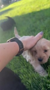 #DOODLES . How cute are these 🥰🥰🥰 . They are not mine! No one stroke, I’m not switching over lol. They are a friend’s!! . I do know a great deal about their lineage. They are #labradoodles . DM / PM me for details. . There are 1 black girl & 2 black boys available. Blonde puppy IS SPOKEN FOR! . SERIOUS INQUIRIES ONLY | Savage River Kennels