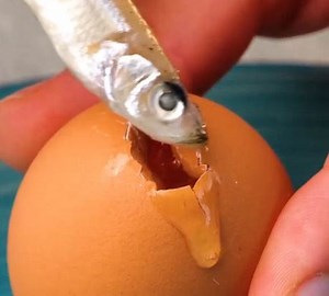 435K views · 673 reactions | Kecanduan ikan! Tips menarik untuk pencinta ikan! | Kerajinan 5-Menit | Facebook