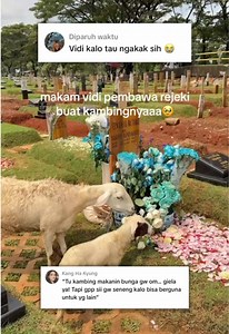 Persahabatan Alm Vidi & Kambing Lucu
