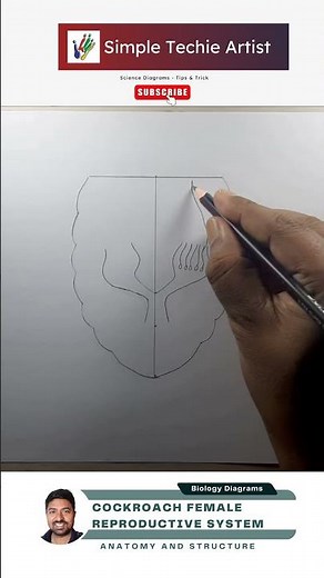 Cockroach Female Reproductive System Diagram #shorts #biologydiagram #cbse #simpletechieartist