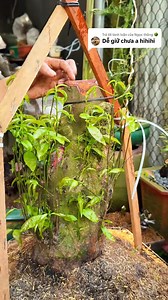 28K views · 212 reactions | Phôi mai suy sau khi trồng lại tưới đúng 1 lần bộ đôi phục hồi nó ra mầm ra tược mà còn đẻ chèo phân nhánh nữa #maivang #chamsocmaivang #phuchoimaisuy #trongcay #garden | Mê Garden | Facebook