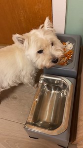 3.2K views · 691 reactions | Do not DISTURB!!! I’m busy eating my supper 凌 Fluff Trough Ibizabully | Primrose the sweet angel pug | Facebook