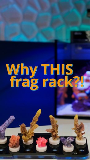 6.1K views · 40 reactions | Keep your freshly cut coral frags SAFE with this unique frag rack from Fiji Cube! #bulkreefsupply #brstv #saltwateraquarium #reeftank #reef #fishtank #coral #reefaquarium #saltwatertank #aquarium #marinelife #oceanlife #tropicalfish #fish #hobby #freshwater #freshwateraquarium #plantedtank #aquascape #fijicube | Bulkreefsupply.com - Saltwater Aquarium Supplies | Facebook