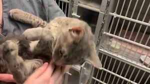 URGENT - mouth, ear & limb issues. See med notes in comments Bertrum A241349 Male & adult cat Stray found on the 3939 W 56th St Intake 05/09/22 Hot Mess Express! This sweet guy has ear infections, a lame paw for a fracture, and some teeth issues. We can’t imagine the discomfort Bertrum is going through but still up and ready to say hi. ******************************** Interested in adopting? bit.ly/3GRBiLT Interested in fostering? bit.ly/2ZXe8Tb Our Code of Conduct: bit.ly/3iclZlU More cats in n