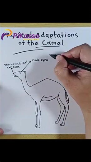 How to Draw Camel Hump and Adaptations in Less Than One Minutes