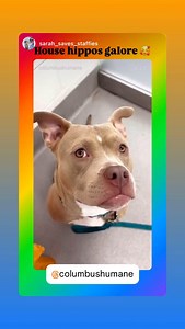 Columbus Humane on Reels