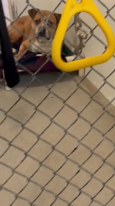 Carolina Animal Rescue & Adoption on Reels | Facebook