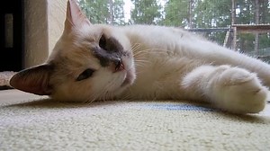 Ms. Grey has a triple purr. Turn up your speakers and just listen to this amazing sound. You can clearly hear 3 distinct sound levels. Triple purrs are mostly associated with the Siberian breed... however my Siberian Tippy doesn't not have this type of purr.... Ms. Grey does ! (y) | Empty Meow Corral, Inc