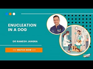 ENUCLEATION IN A DOG WITH DR RAMESH | Cessna Lifeline Veterinary Hospital
