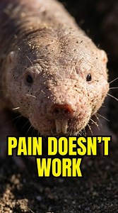 Pain Doesn’t Work The naked mole-rat survives extreme conditions by blocking certain pain signals. Its biology breaks the rules that apply to most mammals. #didyouknow #animalfacts #wildlife #animals | Weinspirefacts