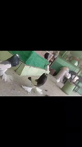 Blue Reverse Wing Pouters. #SyedOvaisBilgrami | Syed Ovais Bilgrami