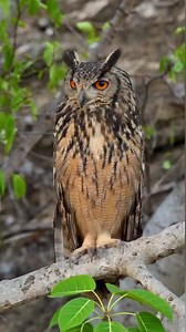 Good morning! Indian eagle-owl, Annamalai Tiger Reserve,TN #rathikaramasamy #indianeagleowl #rrfwc #wildlifephotography #nikonindia #nikonz9 | Rathika Ramasamy Photography