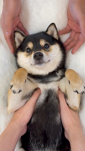 1.7K views · 23 reactions | It’s another spa day for the little Shina Inu, Manyu, but it doubled pleasure with a four-hand massage by the owner and his girlfriend. Check out the video and enjoy this soothing moment. #dog #shibainu #asmr #socute #puppylife #doglover #spa #cute #Lovely #diversifiedchina (Video courtesy of Douyin manyugogogo) | CGTN China24 | Facebook