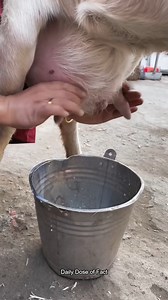 Goat Milk | Daily Dose of Facts