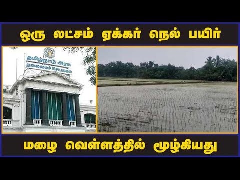 ஒரு லட்சம் ஏக்கர் நெல் பயிர் மழை வெள்ளத்தில் மூழ்கியது