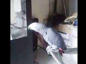 Mumbai: Tech-savvy parrot Sniper shoots orders at digital assistant Alexa | The Times of India