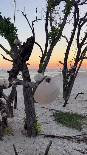 Soothing sounds at sunset! 🐚🌞 📍Naples, Florida | Get Up And Go Kayaking
