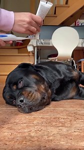 Now you will understand why my teeth are so clean and shiny 😎🦷🥰 #Shorts #rottweiler Credits to @buddy_rottweiler25 | Rottweiler Life