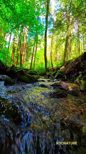 İnsana huzur veren Perili Orman.. Fairytale Forest 🧚‍♂️🌲 #fairytail #forest #naturelovers #fairy #gopro #reels #outdoors #adventure #natureaddict #naturegram #intothewild | Mehmet Koç