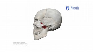 Lateral Pterygoids - Download Free 3D model by University of Dundee, School of Dentistry (@DundeeDental)
