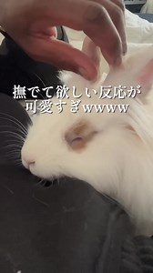 頭を撫でて欲しい柴犬の可愛い仕草を真似する方法