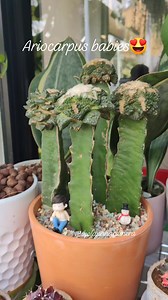 7.4K views · 601 reactions | ☘️ Ariocarpus " Godzilla " ☘️ #bikolanahardinera #ariocarpus #ariocarpuslovers #ariocarpusgodzilla #cactus #cacti #cactusgarden #cactuslover #cactuslovers #fyp #fypシ゚viralシ #succulents #plantita | Bikolanahardinera | Facebook