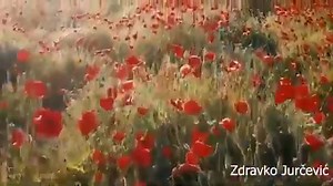 Zdravko Jurčević-I siromah kad sam bio.... | Narodna Muzika