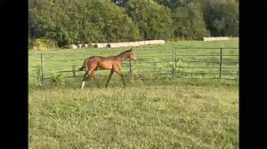 8.6K views · 17 reactions | Good Gollly Miss Molly AQHA 2024 filly by Good Better Best and out of Hott And Dangerous (These Irons Are Hot). Dam has a show record and produce record. Maternal sibling did really well in the Longeline this year and was Back To Berrien Futurity and Super Sires Champion. Should mature 16.3h. | Dressed To Sell Equine Advertisement, LLC | Facebook