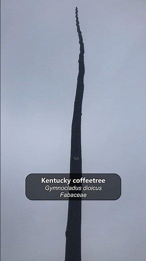 These tree saplings don’t have branches! The Kentucky Coffeetree #trees