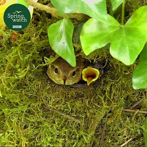 We're as excited as this little guy that our live cameras start tomorrow! We go live at 9am tomorrow here 👉 bbc.co.uk/springwatch | BBC Springwatch