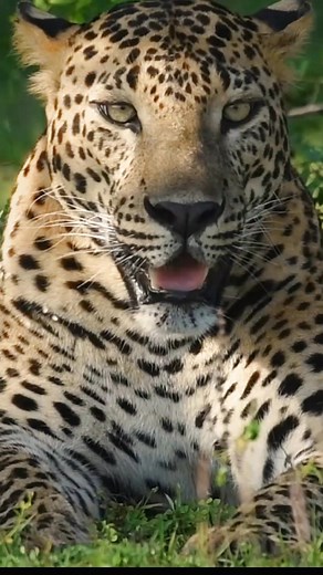 කොටියා SriLankan Leopard #wildlifephotography #wildlife #leopard | Soban Wild Clicks