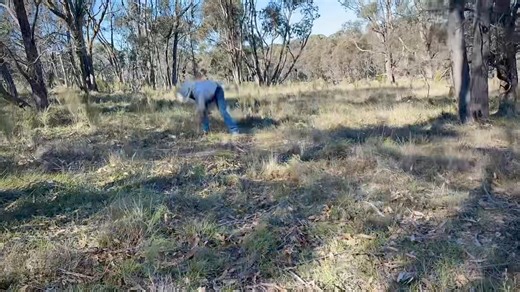 Pullin’ weeds! Sifton bush (Cassinia Arcuata) is extremely invasive. A single mature plant can produce over 4 billion seeds. It’s a battle! #weedcontrol #overwhelming #ranchlife | Roo Arcus