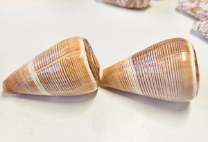 Striped Conus Cone Shell, Natural Ocean Specimen, Coastal Decor, Craft Projects - Etsy Australia