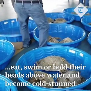 17K views · 265 reactions | Thousands of 'cold-stunned' turtles rescued in Texas during winter deep freeze Unusually cold weather has "cold-stunned" turtles who are being collected by local residents from the beaches . #Tiredearth #TexasFreeze #TexasFreeze | We, the humane | Facebook