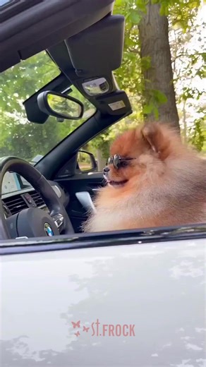 25K views · 145 reactions | My spirit animal 朗 Credit: @pomerania_tube | St Frock | Facebook