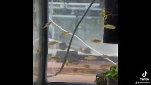 The Galaxy Rasbora: A Cosmic Display in Miniature, Its Body Sprinkled with Star-like Spots, Lighting Up Freshwater Tanks with Its Ethereal Beauty and Peaceful Grace. | Pet Zone Tropical Fish, San Diego, California