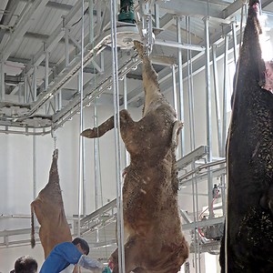 [Hot Item] Beef Slaughter House Machine Knocking Box Cattle Slaughtering Line Slaughter Box for Cattle and Halal Ritual