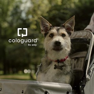 Screen for your pup. The Cologuard test is intended to screen adults 45 and older at average risk for colorectal cancer. Rx only. See more information at Cologuard.com. | Cologuard®